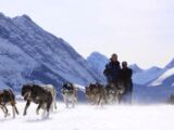 Howling Dog Tours Sleddog Tours In The Canadian Rockies 12