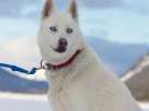 Howling Dog Tours Sleddog Tours In The Canadian Rockies 8